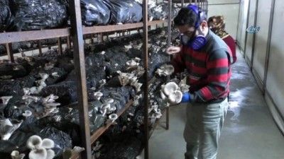 Hobi olarak başladı, Şimdi paraya para demiyor