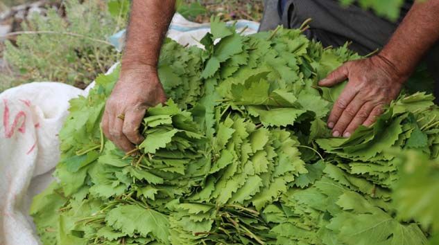 Yaprağı tarlada 10 liradan satıyorlar