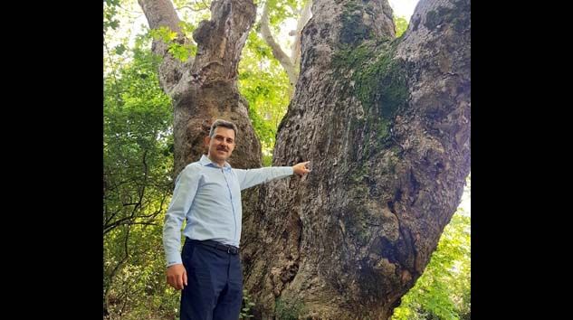 Bu çınar tam 1100 yaşında