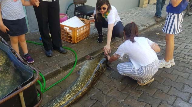 İznik Gölün’nde iki metreye yakın balık yakalandı