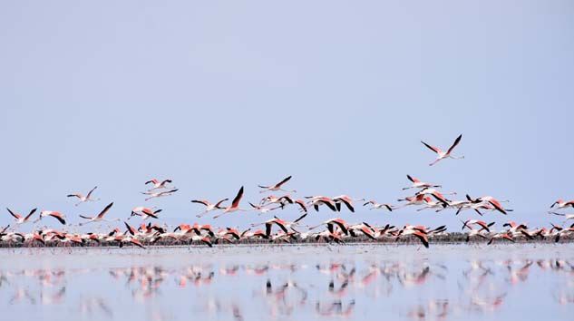Flamingoların esrarengiz ölümü dikkat çekiyor