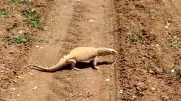 Şanlıurfa’da görüldü