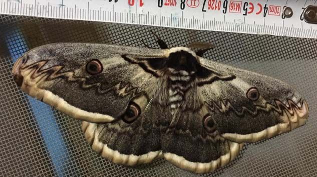 15 santimlik dev kelebek şaşkınlığa neden oldu