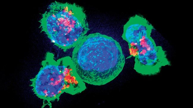 Kendisiyle savaşan kanser hücreleri