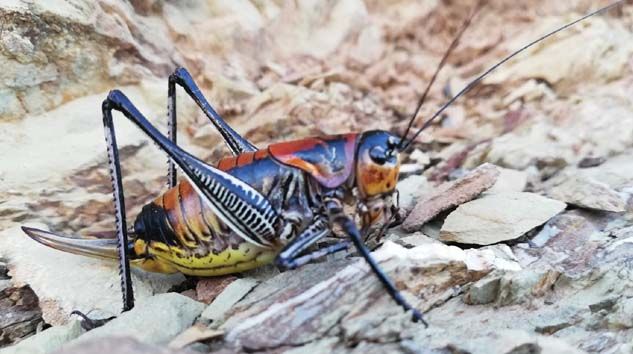 Şemdinli’de görülen çekirgeler korkuttu