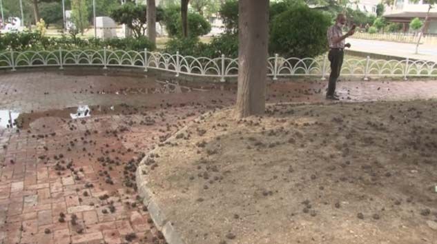 Yağmurdan korunmak için ağaç altına saklanan adam yıldırım çarpması sonucu öldü