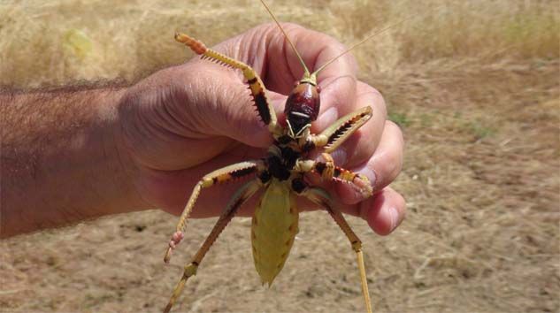 Dev çekirge çiftçileri şaşırttı