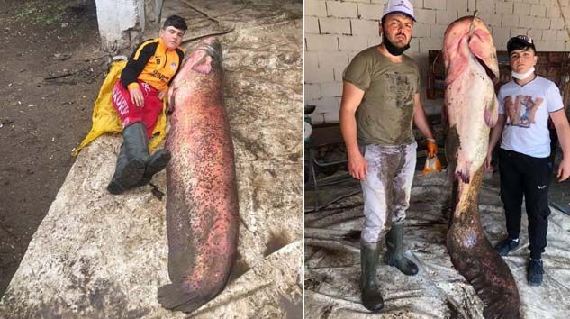 2 buçuk metre boyundaki 110 kiloluk balık görenleri hayrete düşürdü