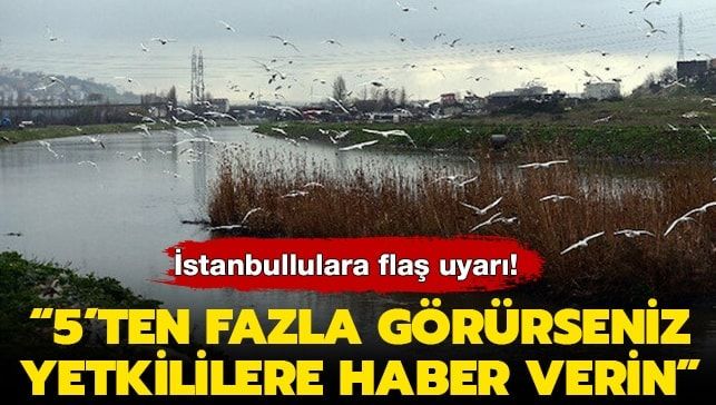 İstanbullulara flaş uyarı! ‘5’ten fazla görürseniz haber verin’