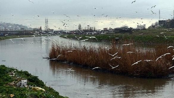 İstanbullulara flaş uyarı! ‘5’ten fazla görürseniz haber verin’