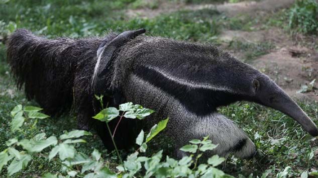 Bursa’da karıncayiyen heyecanı