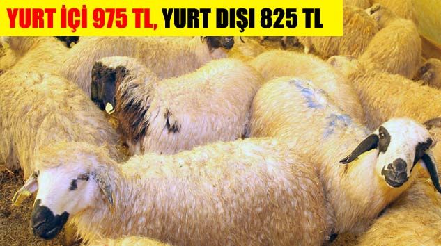 Yurt içi ve yurt dışı kurban bedeli açıklandı
