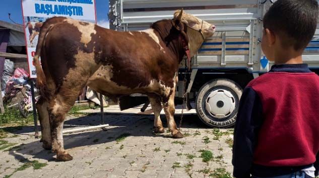 Otomobil fiyatına 1 ton 90 kiloluk kurbanlık