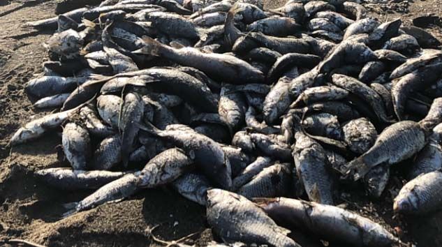 Toplu balık ölümlerine çamur akan Asi Nehri neden olmuş