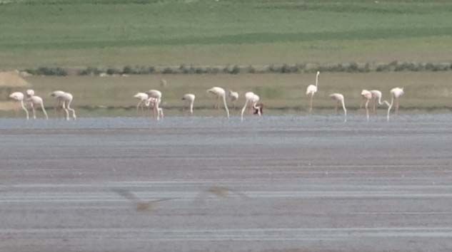 Akgöl’ün beklenen konukları ‘flamingolar’ geldi