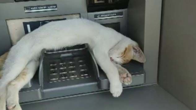 ATM’de uyuyan kedi görenleri gülümsetti