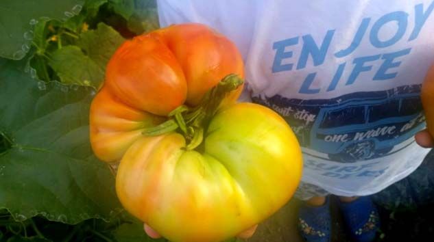 Yerel Tohum Merkezi’nden aldığı tohumla 1 kilo domates üretti