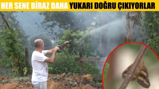 Vampir Kelebek kabusu Doğu Karadeniz’e geri döndü