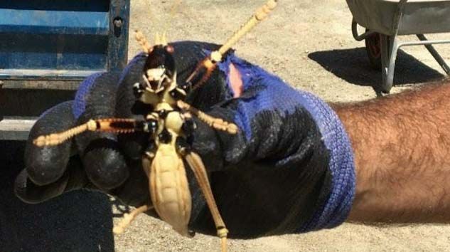 Dev çekirge “Çağaboğan” Elazığ’da görüntülendi