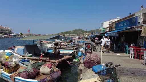  İzmir Foça'da turizmi denizanası vurdu, plajlar boş kaldı