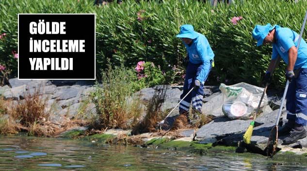 Küçükçekmece’de balık ölümleri devam ediyor