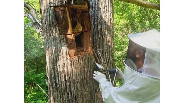 Kesilen ağaçtan 10 kilo bal çıktı