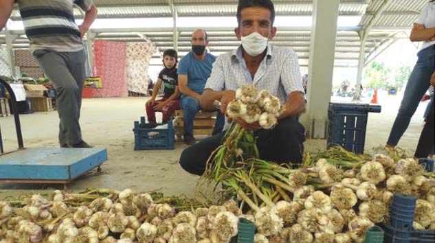 Yerli sarımsak çıktı, fiyatlar düştü