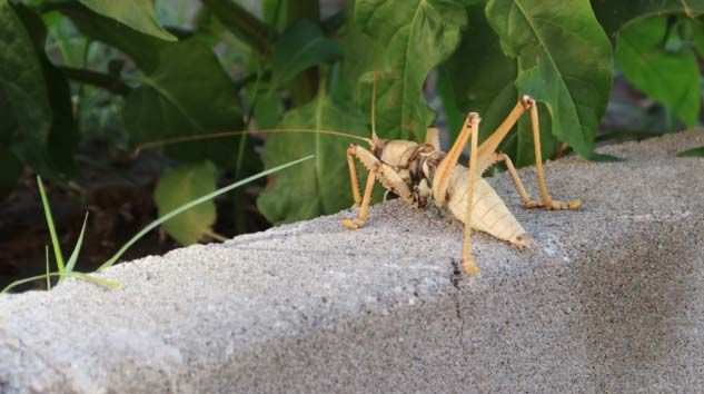 Diyarbakır’da 25 santimlik çekirge