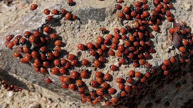 Saros sahilleri uğur böcekleri ile kırmızıya büründü