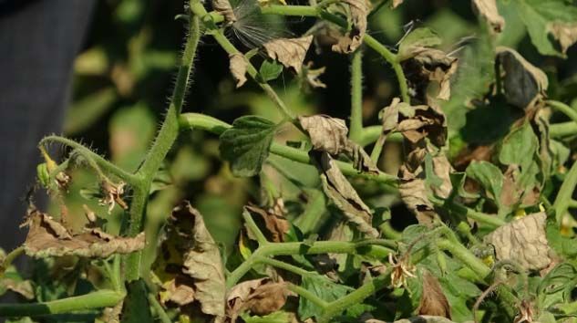 Bu yıl salça fiyatları tavan yapacak