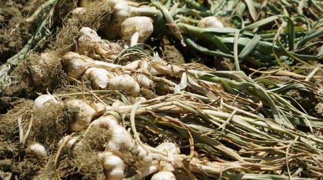 Sarımsağın yeni mahsulü 15 liradan satışa başladı