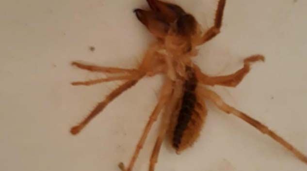 Sarıkız örümceği vatandaşları tedirgin etti