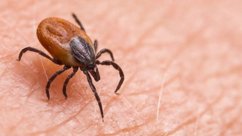 Keneden gelen tehlike: KKKA vakaları artışta Keneden gelen tehlike: KKKA vakaları artışta