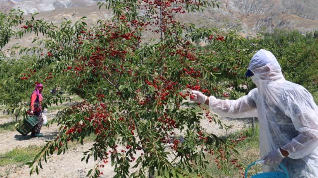 Erzincan’da vişne hasadı başladı