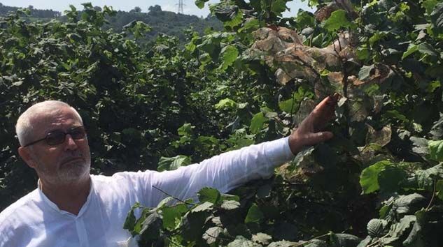 Amerikan beyaz kelebeği tehdidine karşı uyarı