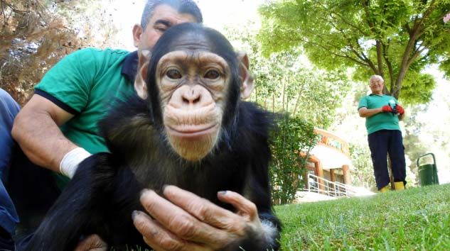 Şempanze Can’ın ziyaretçi mutluluğu