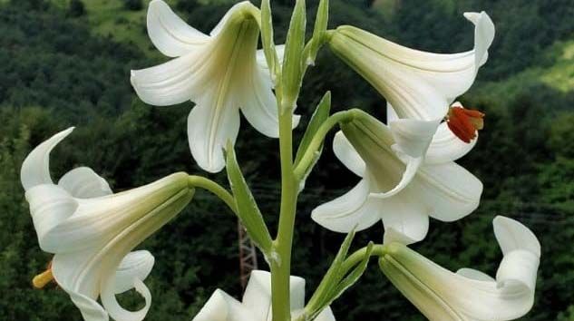 Bu çiçeği kopartmanın cezası 73 bin lira