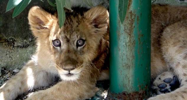 Rezidanstan beslenen aslan ve yılan hayvanat bahçesine gönderildi