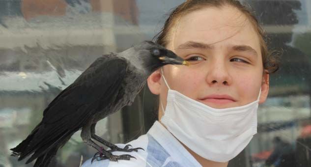 Hayatını kurtardığı karga en yakın dostu oldu