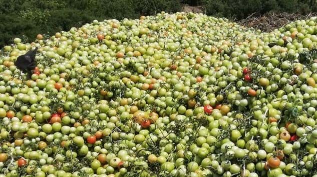 2 tır domatesi boş araziye attılar