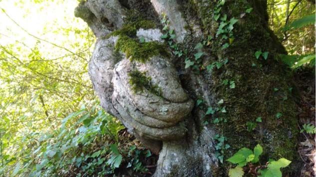 Gövdesinde el figürü olan ağaç ilgi odağı oldu Gövdesinde el figürü olan ağaç ilgi odağı oldu