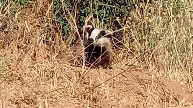 Elazığ’da oklu kirpi görüntülendi