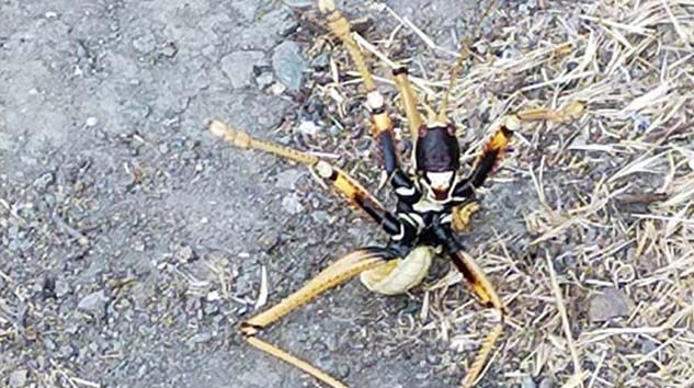 Dev çekirge “Çağaboğan” Tunceli’de görüntülendi