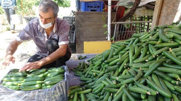 Salatalık fiyatları tarlada düşüşe geçti