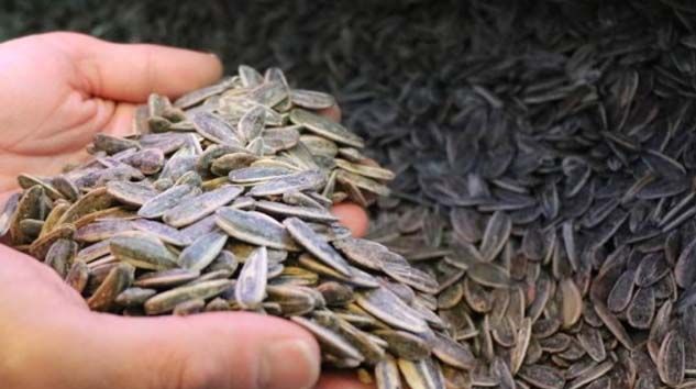 “Dünya’da Çinliler’den sonra en çok Türkler çitliyor”