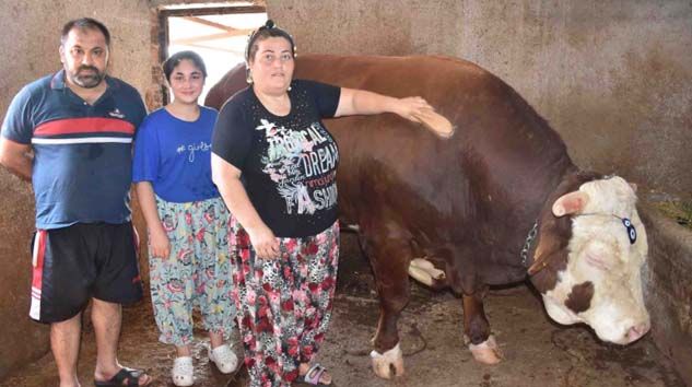 Kapılardan geçemeyen 1400 kilogramlık boğa satışta