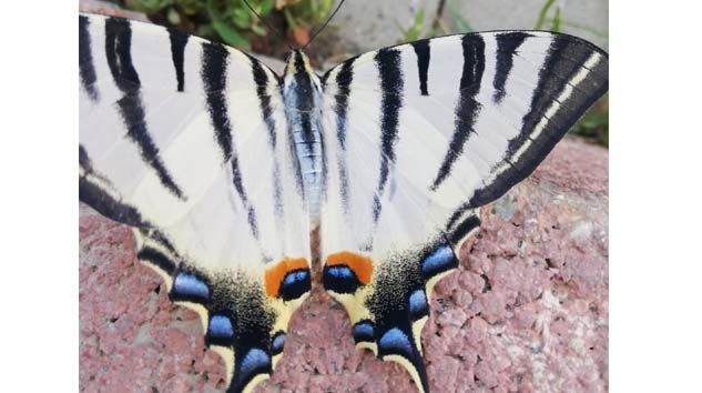 Çelikhan’da zebra çatal kuyruklu kelebek görüldü