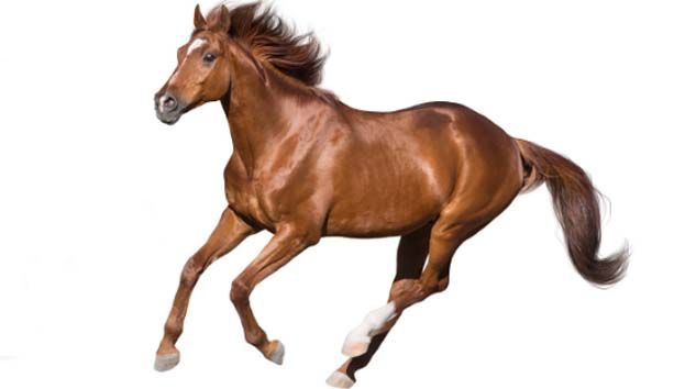 Safkan Arap Tayları satışa çıkıyor