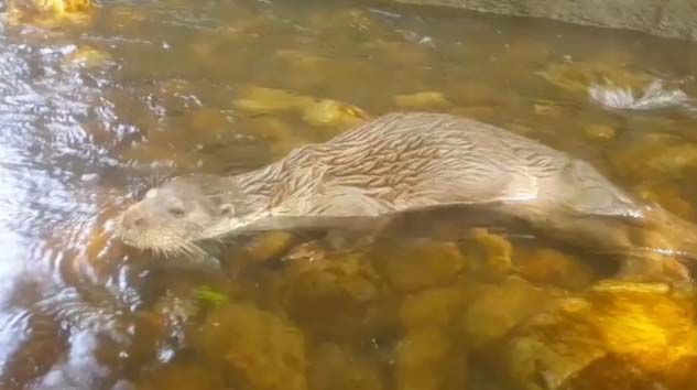 Bursa’da su samuru görüntülendi
