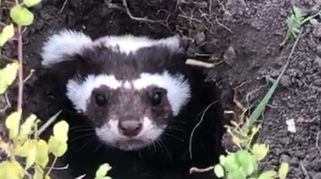 Ardahan’da nesli tükenmekte olan alaca sansar görüldü